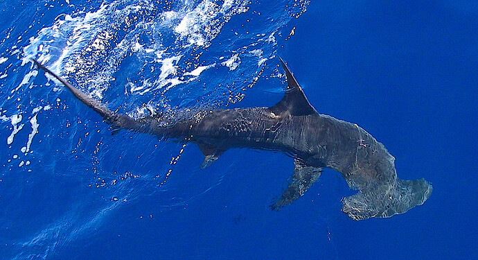 hammerhead-shark.jpeg