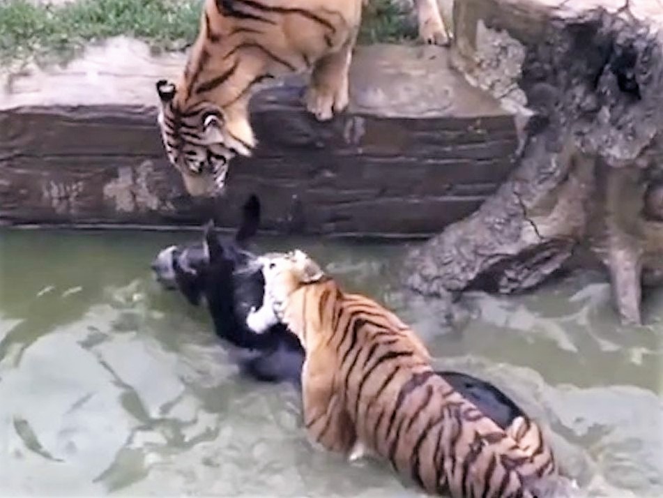 tigers-kill-donkey-2.jpg