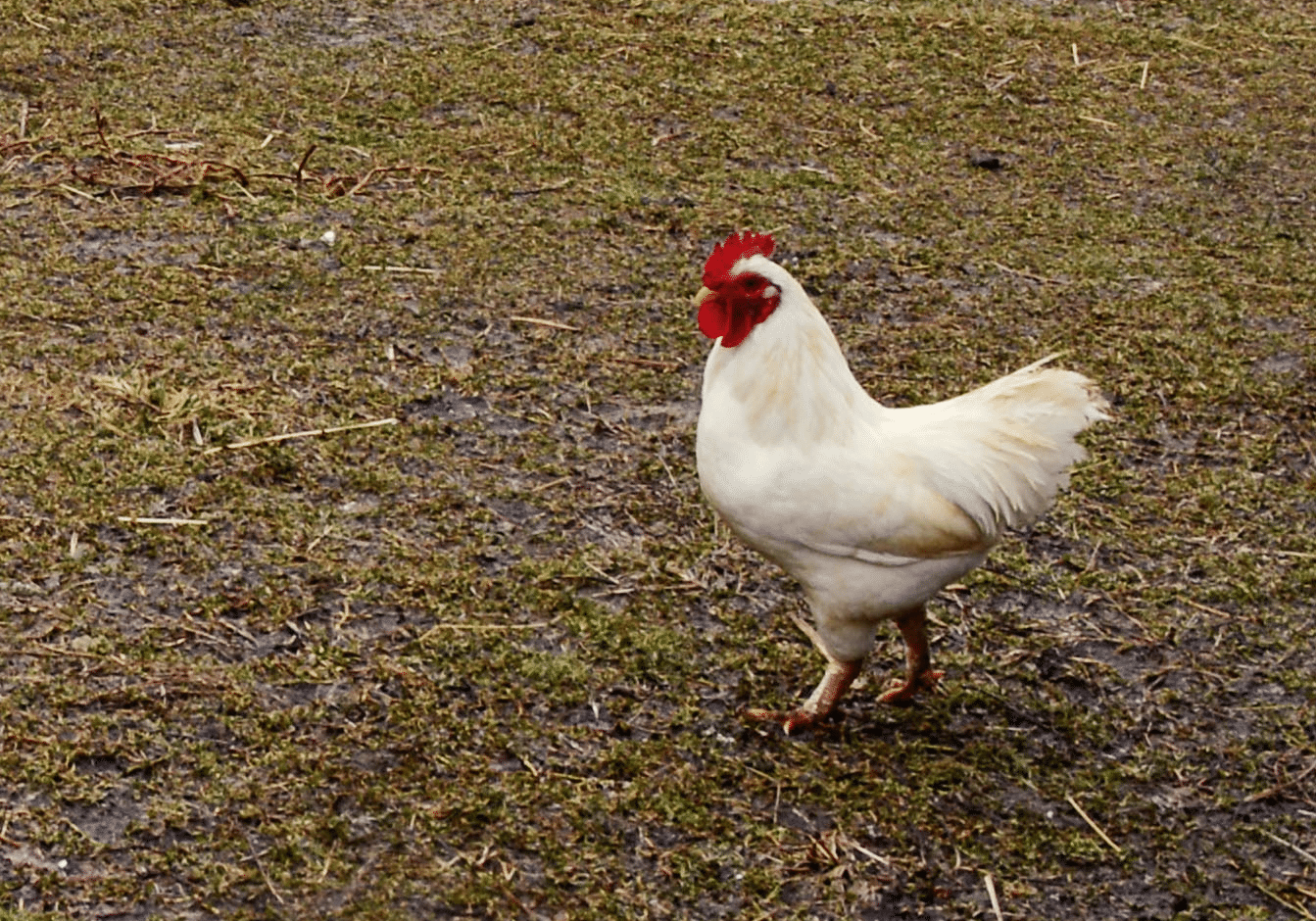 Chicken Field