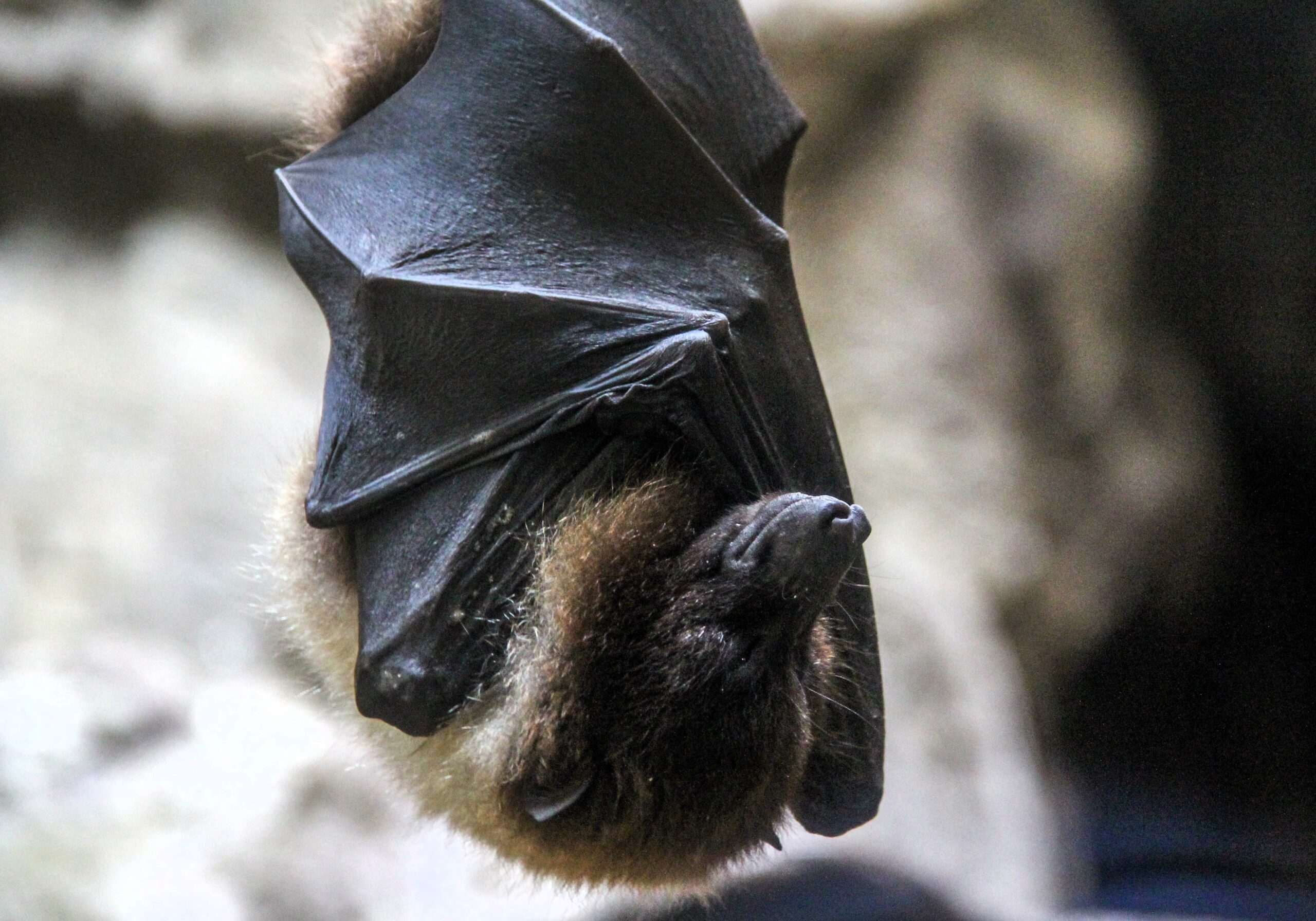 A closeup shot of a sleeping bat wrapped in its wings