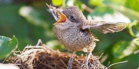 bird leaving nest 2 (2)
