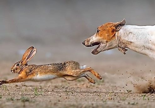 dog chasing rabbit (3)
