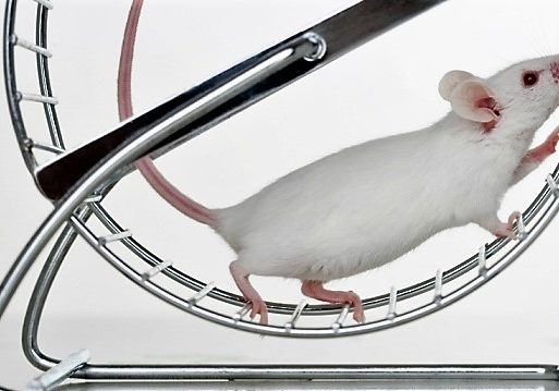 mouse-on-treadmill-2